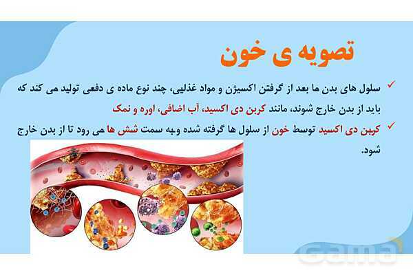 پاور درس 10 علوم چهارم | بدن ما- پیش نمایش
