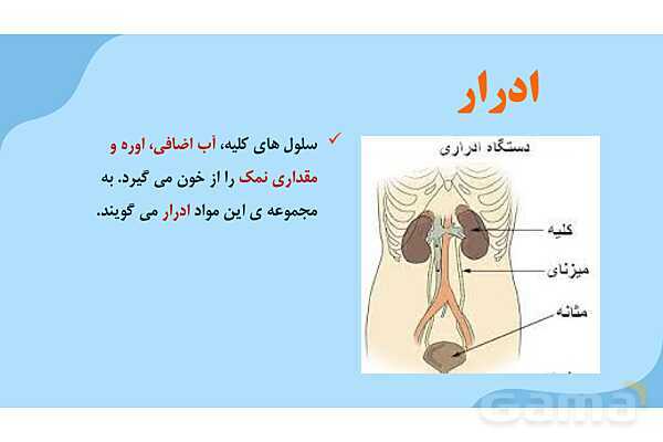 پاور درس 10 علوم چهارم | بدن ما- پیش نمایش
