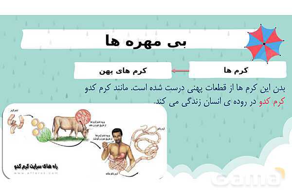 پاور درس 11 علوم چهارم | بی مهره‌ها- پیش نمایش