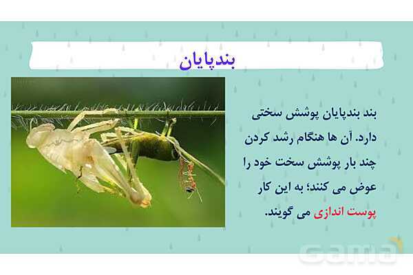 پاور درس 11 علوم چهارم | بی مهره‌ها- پیش نمایش
