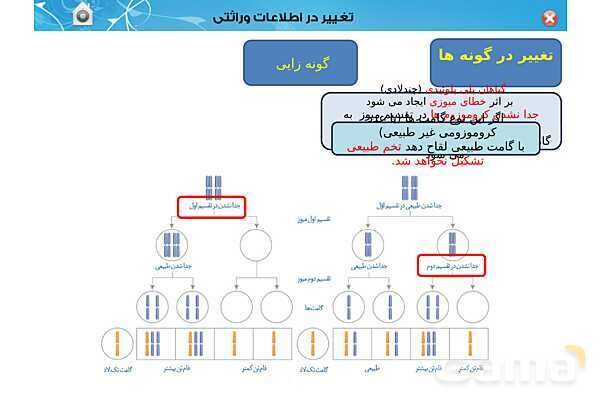 پاور تدریس زیست دوازدهم | فصل 4: تغییر در اطلاعات وراثتی (گفتار 1 تا 3) - پیش نمایش