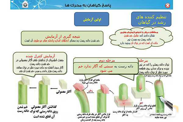 پاورپوینت تدریس زیست یازدهم | فصل 9: پاسخ گیاهان به محرک ها (گفتار 1 و 2) - پیش نمایش