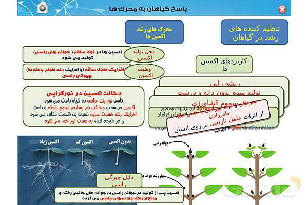 پاورپوینت تدریس زیست یازدهم | فصل 9: پاسخ گیاهان به محرک ها (گفتار 1 و 2) - پیش نمایش