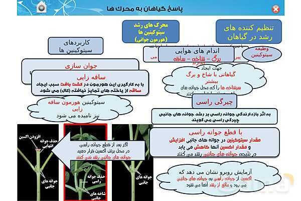 پاورپوینت تدریس زیست یازدهم | فصل 9: پاسخ گیاهان به محرک ها (گفتار 1 و 2) - پیش نمایش