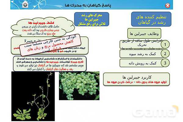 پاورپوینت تدریس زیست یازدهم | فصل 9: پاسخ گیاهان به محرک ها (گفتار 1 و 2) - پیش نمایش