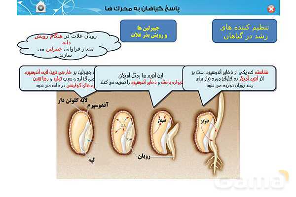 پاورپوینت تدریس زیست یازدهم | فصل 9: پاسخ گیاهان به محرک ها (گفتار 1 و 2) - پیش نمایش