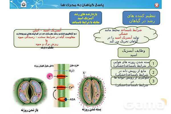 پاورپوینت تدریس زیست یازدهم | فصل 9: پاسخ گیاهان به محرک ها (گفتار 1 و 2) - پیش نمایش