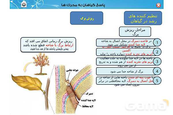 پاورپوینت تدریس زیست یازدهم | فصل 9: پاسخ گیاهان به محرک ها (گفتار 1 و 2) - پیش نمایش