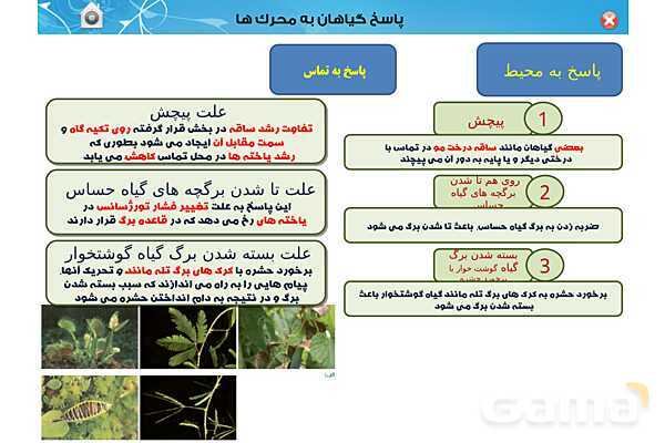 پاورپوینت تدریس زیست یازدهم | فصل 9: پاسخ گیاهان به محرک ها (گفتار 1 و 2) - پیش نمایش
