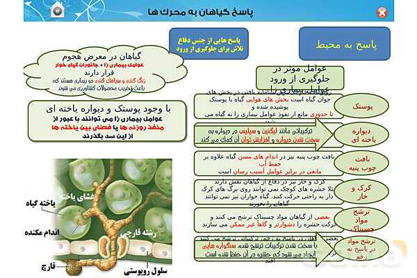 پاورپوینت تدریس زیست یازدهم | فصل 9: پاسخ گیاهان به محرک ها (گفتار 1 و 2) - پیش نمایش