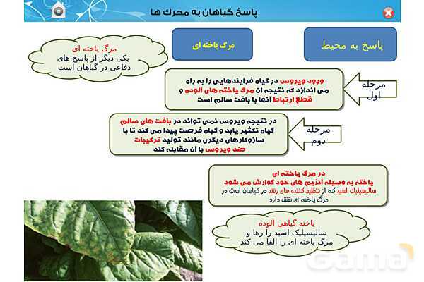 پاورپوینت تدریس زیست یازدهم | فصل 9: پاسخ گیاهان به محرک ها (گفتار 1 و 2) - پیش نمایش