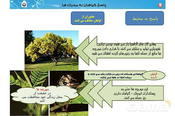 پاورپوینت تدریس زیست یازدهم | فصل 9: پاسخ گیاهان به محرک ها (گفتار 1 و 2) - پیش نمایش
