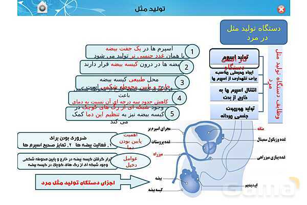 پاورپوینت تدریس زیست یازدهم | فصل 7: تولید مثل (گفتار 1 و 2) - پیش نمایش
