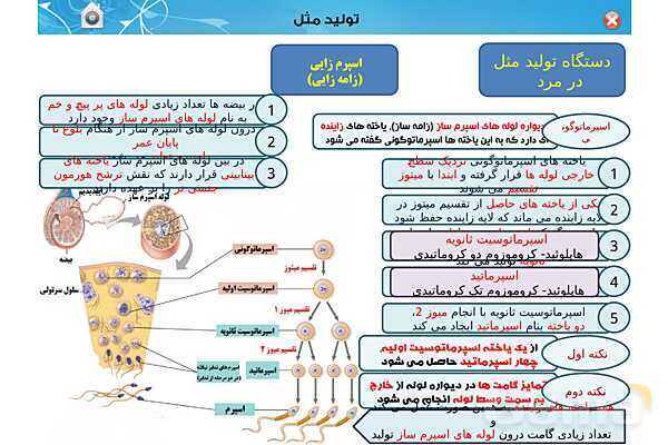 پاورپوینت تدریس زیست یازدهم | فصل 7: تولید مثل (گفتار 1 و 2) - پیش نمایش