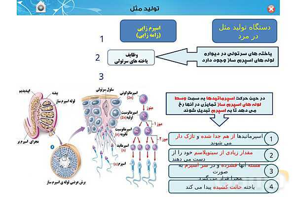 پاورپوینت تدریس زیست یازدهم | فصل 7: تولید مثل (گفتار 1 و 2) - پیش نمایش