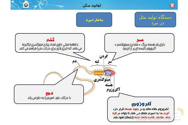 پاورپوینت تدریس زیست یازدهم | فصل 7: تولید مثل (گفتار 1 و 2) - پیش نمایش