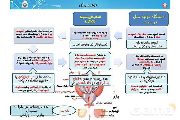 پاورپوینت تدریس زیست یازدهم | فصل 7: تولید مثل (گفتار 1 و 2) - پیش نمایش