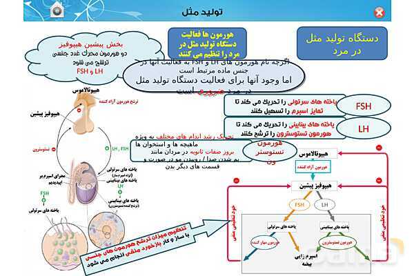 پاورپوینت تدریس زیست یازدهم | فصل 7: تولید مثل (گفتار 1 و 2) - پیش نمایش