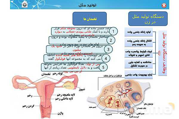 پاورپوینت تدریس زیست یازدهم | فصل 7: تولید مثل (گفتار 1 و 2) - پیش نمایش