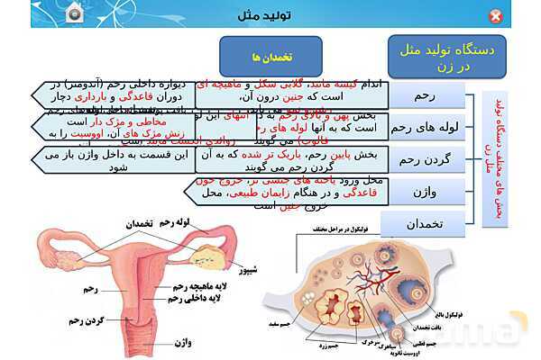 پاورپوینت تدریس زیست یازدهم | فصل 7: تولید مثل (گفتار 1 و 2) - پیش نمایش
