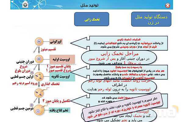 پاورپوینت تدریس زیست یازدهم | فصل 7: تولید مثل (گفتار 1 و 2) - پیش نمایش