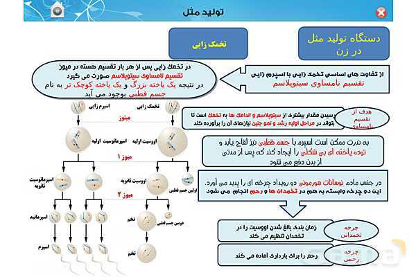 پاورپوینت تدریس زیست یازدهم | فصل 7: تولید مثل (گفتار 1 و 2) - پیش نمایش