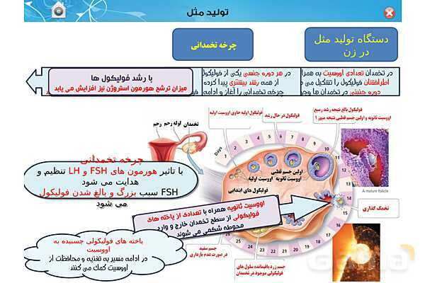 پاورپوینت تدریس زیست یازدهم | فصل 7: تولید مثل (گفتار 1 و 2) - پیش نمایش