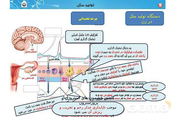 پاورپوینت تدریس زیست یازدهم | فصل 7: تولید مثل (گفتار 1 و 2) - پیش نمایش