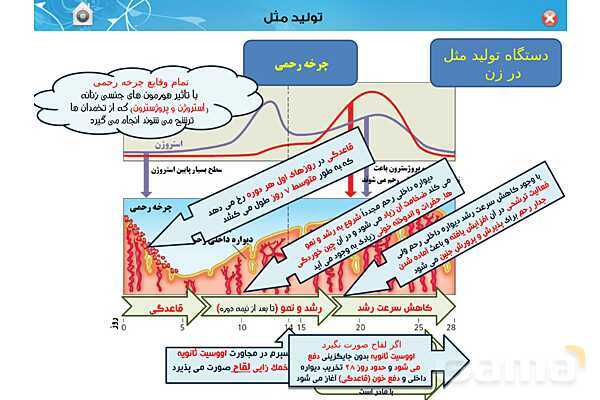 پاورپوینت تدریس زیست یازدهم | فصل 7: تولید مثل (گفتار 1 و 2) - پیش نمایش