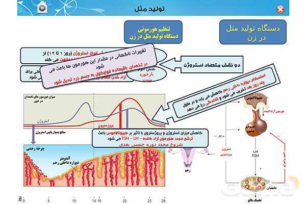پاورپوینت تدریس زیست یازدهم | فصل 7: تولید مثل (گفتار 1 و 2) - پیش نمایش