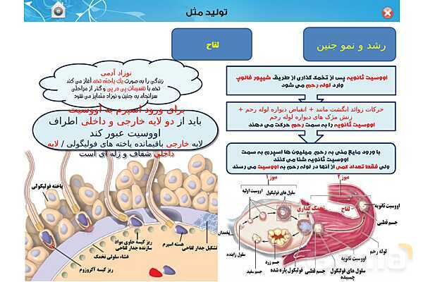 پاورپوینت تدریس زیست یازدهم | فصل 7: تولید مثل (گفتار 3 و 4) - پیش نمایش