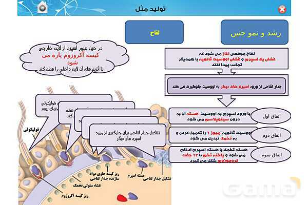 پاورپوینت تدریس زیست یازدهم | فصل 7: تولید مثل (گفتار 3 و 4) - پیش نمایش