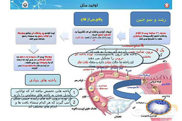 پاورپوینت تدریس زیست یازدهم | فصل 7: تولید مثل (گفتار 3 و 4) - پیش نمایش