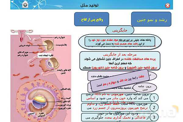 پاورپوینت تدریس زیست یازدهم | فصل 7: تولید مثل (گفتار 3 و 4) - پیش نمایش
