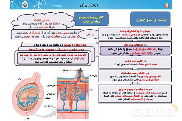 پاورپوینت تدریس زیست یازدهم | فصل 7: تولید مثل (گفتار 3 و 4) - پیش نمایش