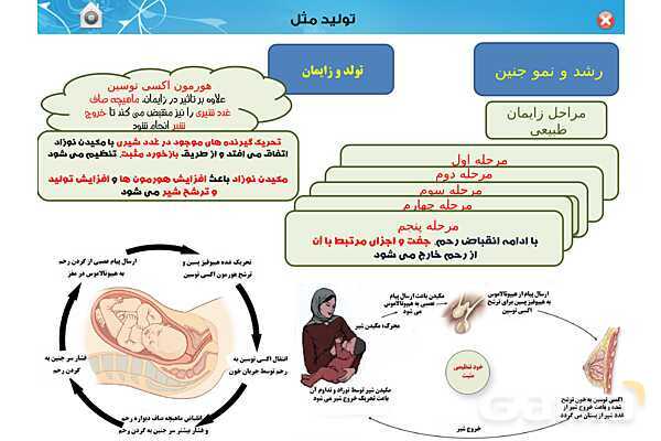 پاورپوینت تدریس زیست یازدهم | فصل 7: تولید مثل (گفتار 3 و 4) - پیش نمایش