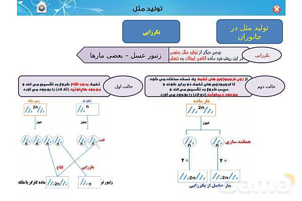 پاورپوینت تدریس زیست یازدهم | فصل 7: تولید مثل (گفتار 3 و 4) - پیش نمایش