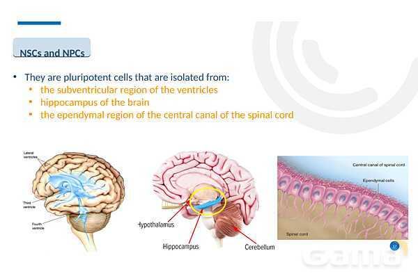 پاورپوینت درمان با سلول‌های بنیادی (Stem cell therapy)- پیش نمایش