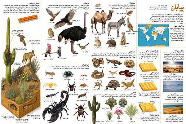 پوستر بیابان‌ها و پوشش گیاهی و جانوری در بیابان- پیش نمایش