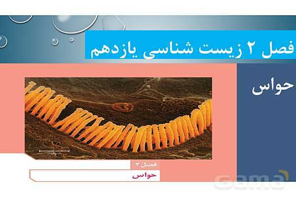 پاورپوینت خلاصه فصل 2 زیست یازدهم؛ حواس- پیش نمایش