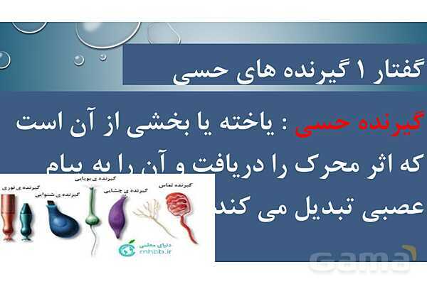 پاورپوینت خلاصه فصل 2 زیست یازدهم؛ حواس- پیش نمایش
