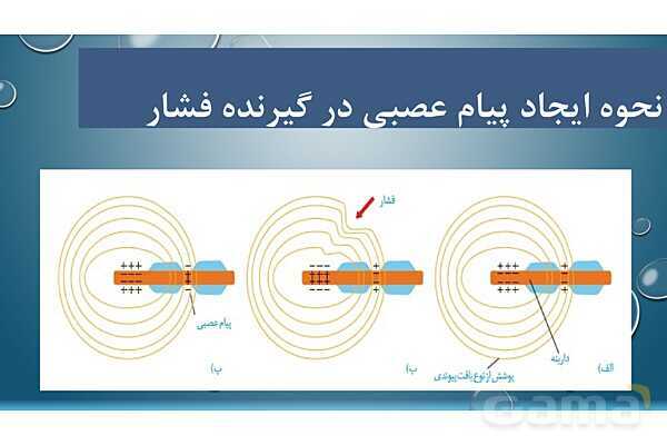پاورپوینت خلاصه فصل 2 زیست یازدهم؛ حواس- پیش نمایش