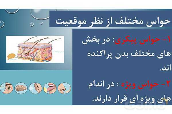 پاورپوینت خلاصه فصل 2 زیست یازدهم؛ حواس- پیش نمایش