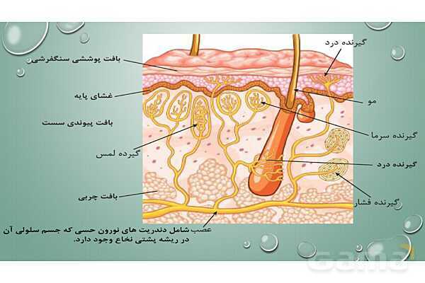 پاورپوینت خلاصه فصل 2 زیست یازدهم؛ حواس- پیش نمایش