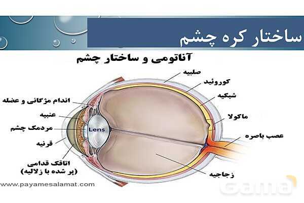 پاورپوینت خلاصه فصل 2 زیست یازدهم؛ حواس- پیش نمایش