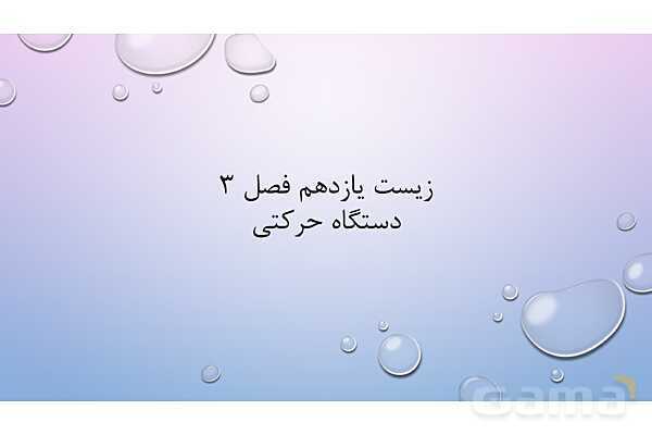 پاورپوینت خلاصه فصل 3 زیست یازدهم؛ دستگاه حرکتی- پیش نمایش