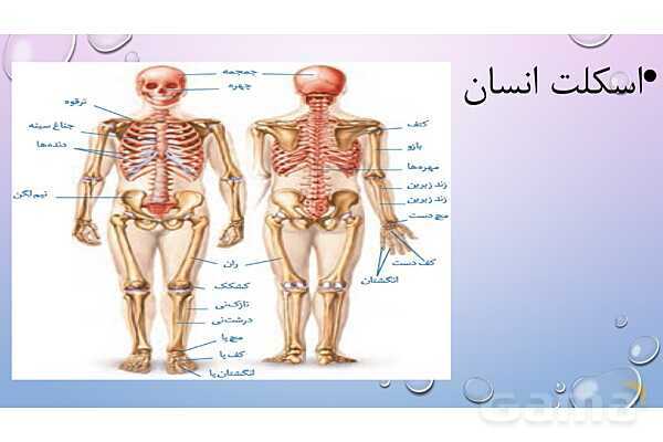پاورپوینت خلاصه فصل 3 زیست یازدهم؛ دستگاه حرکتی- پیش نمایش