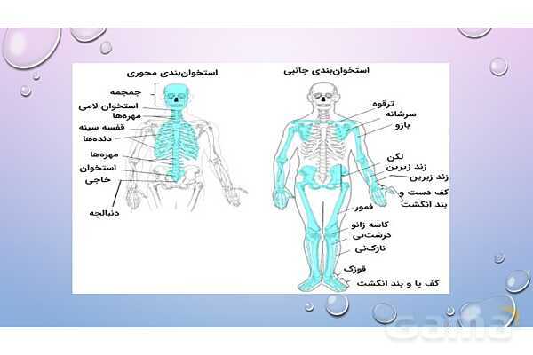 پاورپوینت خلاصه فصل 3 زیست یازدهم؛ دستگاه حرکتی- پیش نمایش