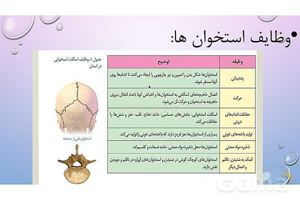 پاورپوینت خلاصه فصل 3 زیست یازدهم؛ دستگاه حرکتی- پیش نمایش