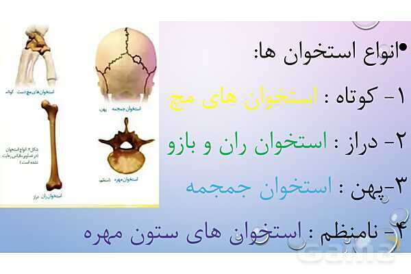 پاورپوینت خلاصه فصل 3 زیست یازدهم؛ دستگاه حرکتی- پیش نمایش